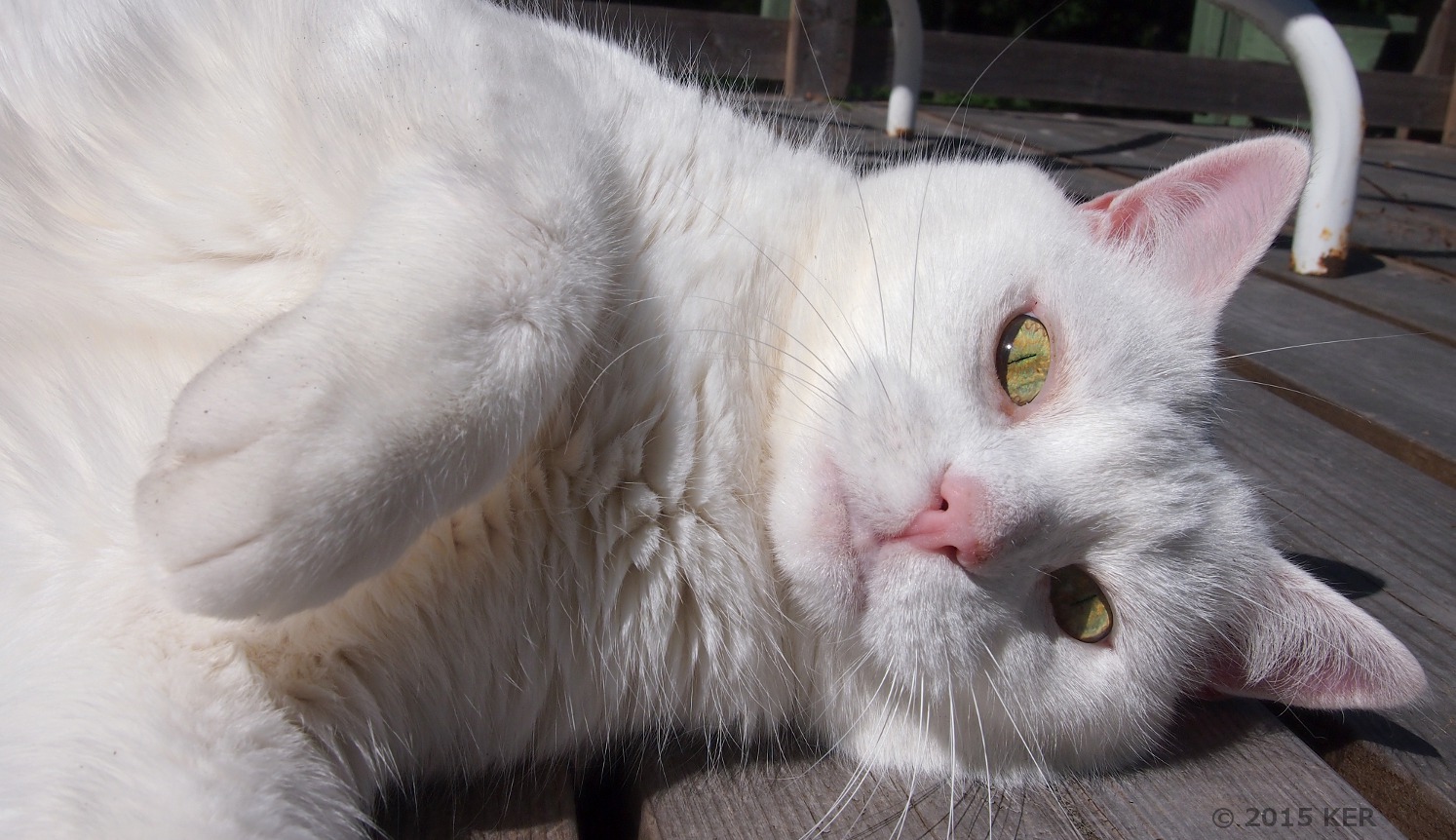 Mr. Cat lying on the deck.