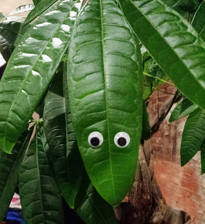 plant-googly-eyes